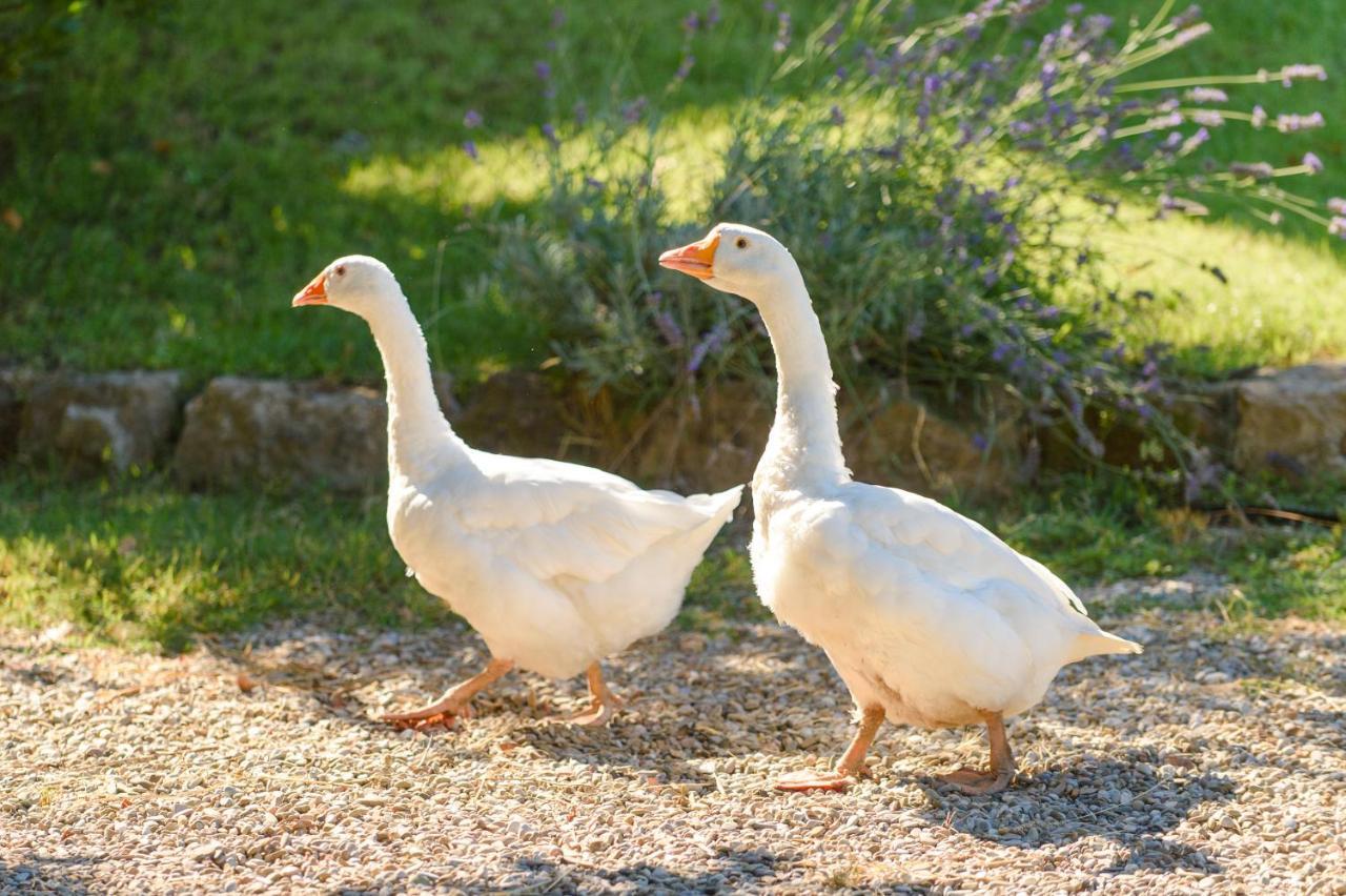 Fattoria Capobianco Villa Montefiascone Buitenkant foto